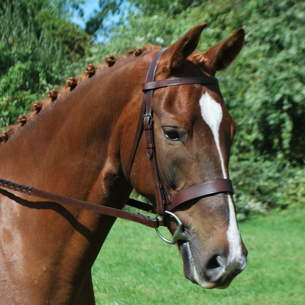 KL Select Black Oak Foxtrot Hunt Bridle