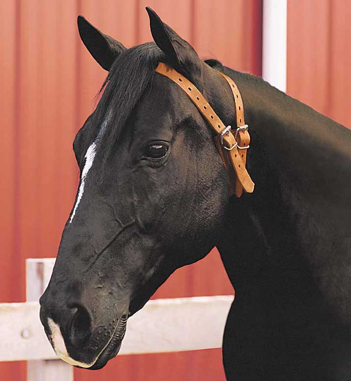 Weaver Miracle Leather Cribbing Collar