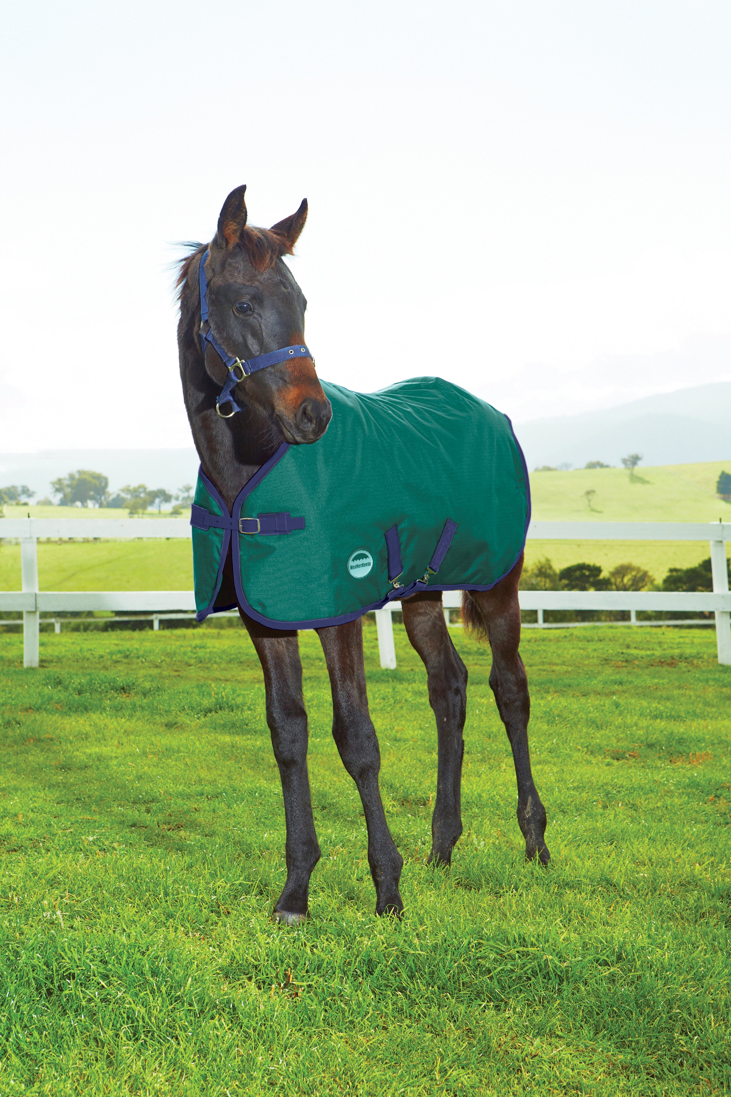 WeatherBeeta 1200D Foal Standard Neck Turnout - Hunter / Navy (220g)