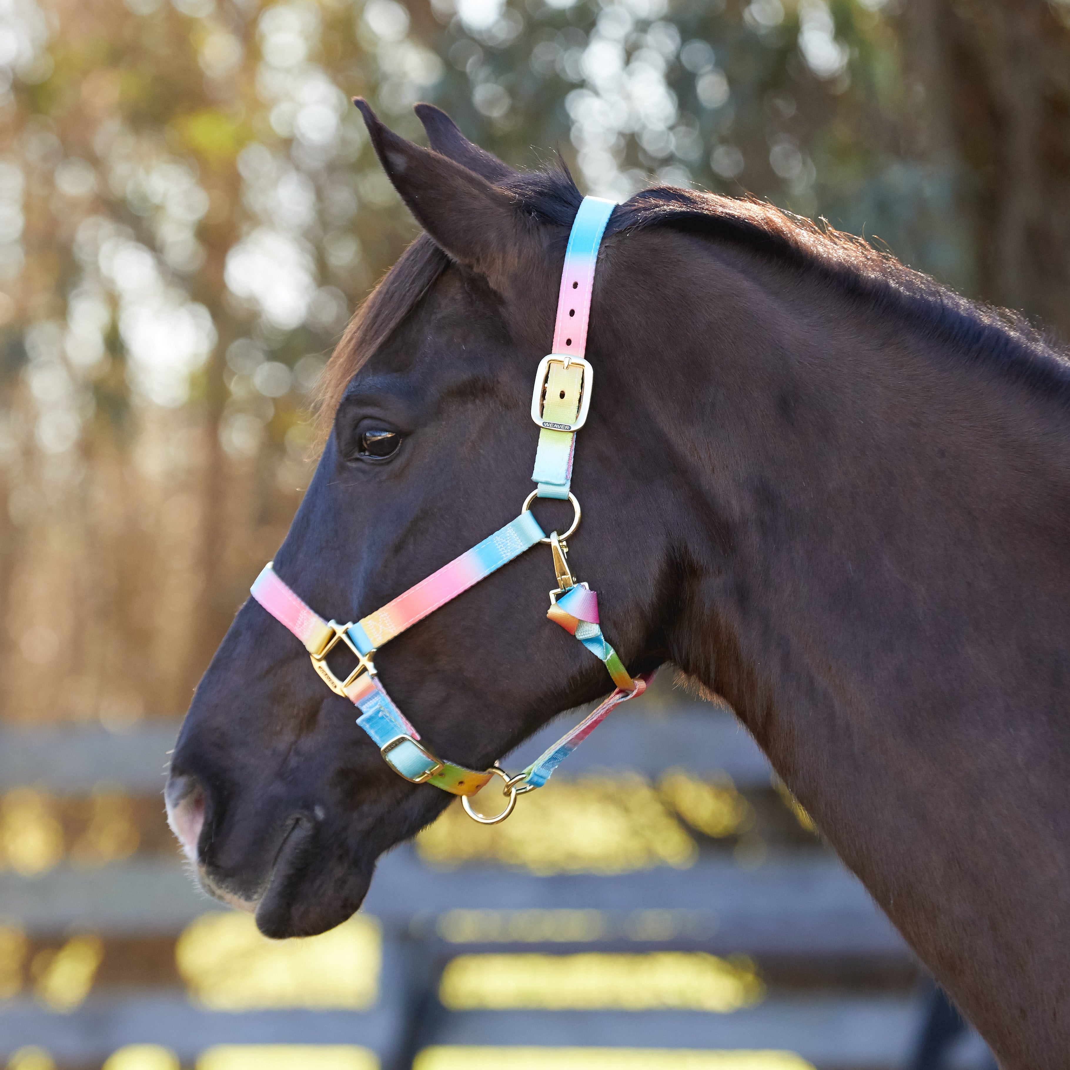 Weaver Polyester Halter Rainbow