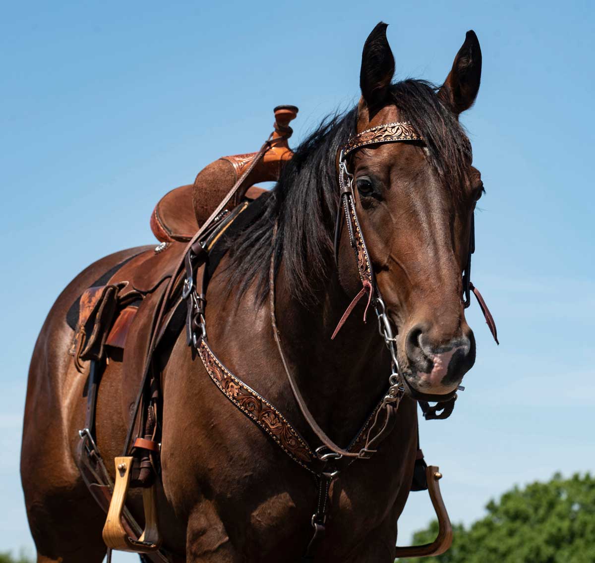 Circle Y Dusty Floral Headstall