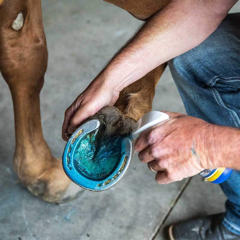 Vetericyn Mobility Hoof Care