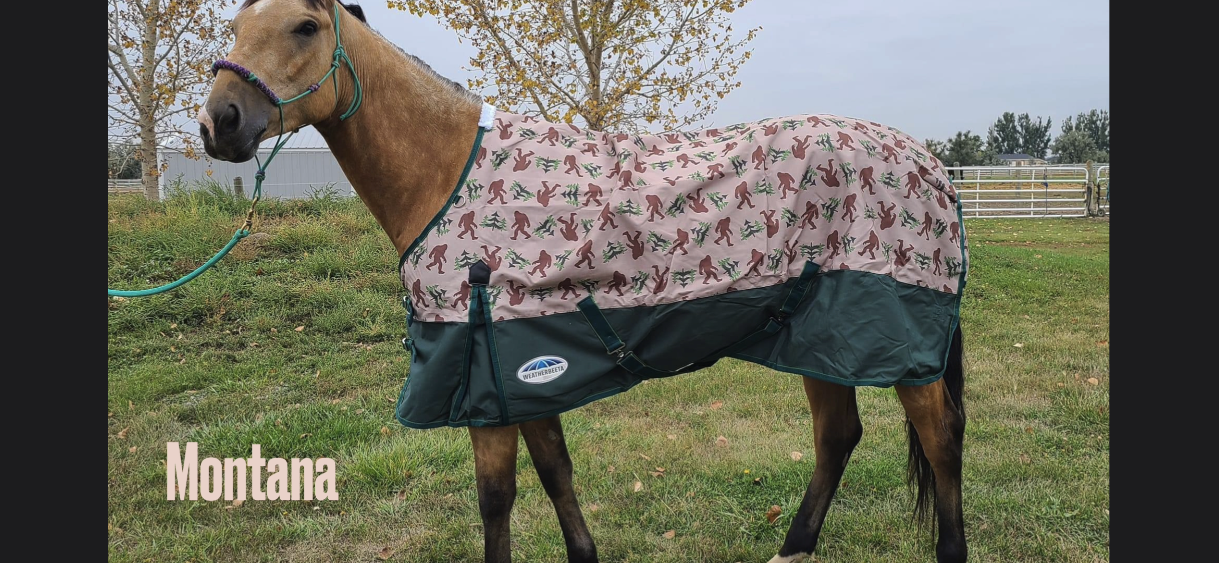 Weatherbeeta ComFiTec Essential Standard Neck Sheet - Lite (0g) - Tack Room Too Exclusive
