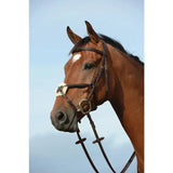 Collegiate Syntovia+ Padded Raised Figure 8 Grackle Bridle