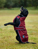 WeatherBeeta ComFiTec Premier Deluxe Waterproof Dog Coat