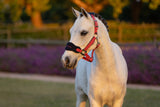 LeMieux Mini Vogue Headcollar & Leadrope