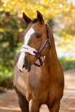 LeMieux Vogue Headcollar & Leadrope