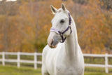 LeMieux Vogue Headcollar & Leadrope
