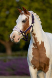 LeMieux Vogue Headcollar & Leadrope