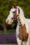 LeMieux Mini Vogue Headcollar & Leadrope