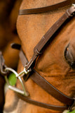 Black Oak Maple Training Bridle