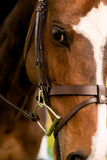 Black Oak Maple Training Bridle