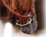 Rawhide Bit Hobble/snaffle curb