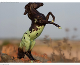Breyer Mint Chip