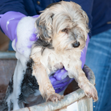 Classic Equine Wash Glove