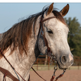 Martin Browband Headstall with Rosette Strings