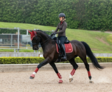 LeMieux Loire Classic Dressage Square - Seasonal Colors