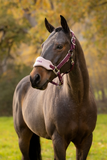 LeMieux Vogue Headcollar & Leadrope