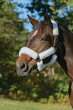 Shires ARMA SupaFleece 6 Piece Halter Set