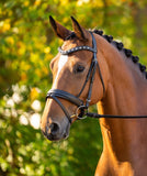 Black Oak Daphne Bridle