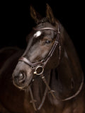 LeMieux Arika Drop Noseband Bridle