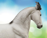 Breyer Jaguel Hilton | Criollo Stallion