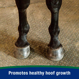 Horseshoer's Secret Hoof Supplement