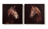 Canvas Wall Print Brown English Horses Asst