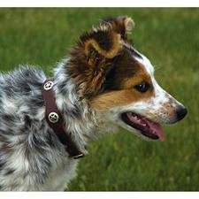 Weaver Lonestar Legend Dog Collar