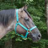 Big D Non-Adjustable Nylon Halter