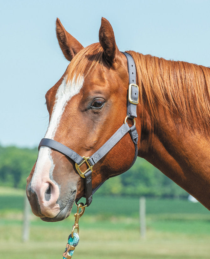 Weaver Original Nylon Halter Non-Adjustable – Tack Room Too