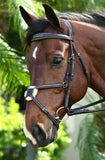 Ovation ATS Fancy Padded Figure 8 Brown Bridle