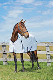 Kool Koat Standard Neck Fly Sheet